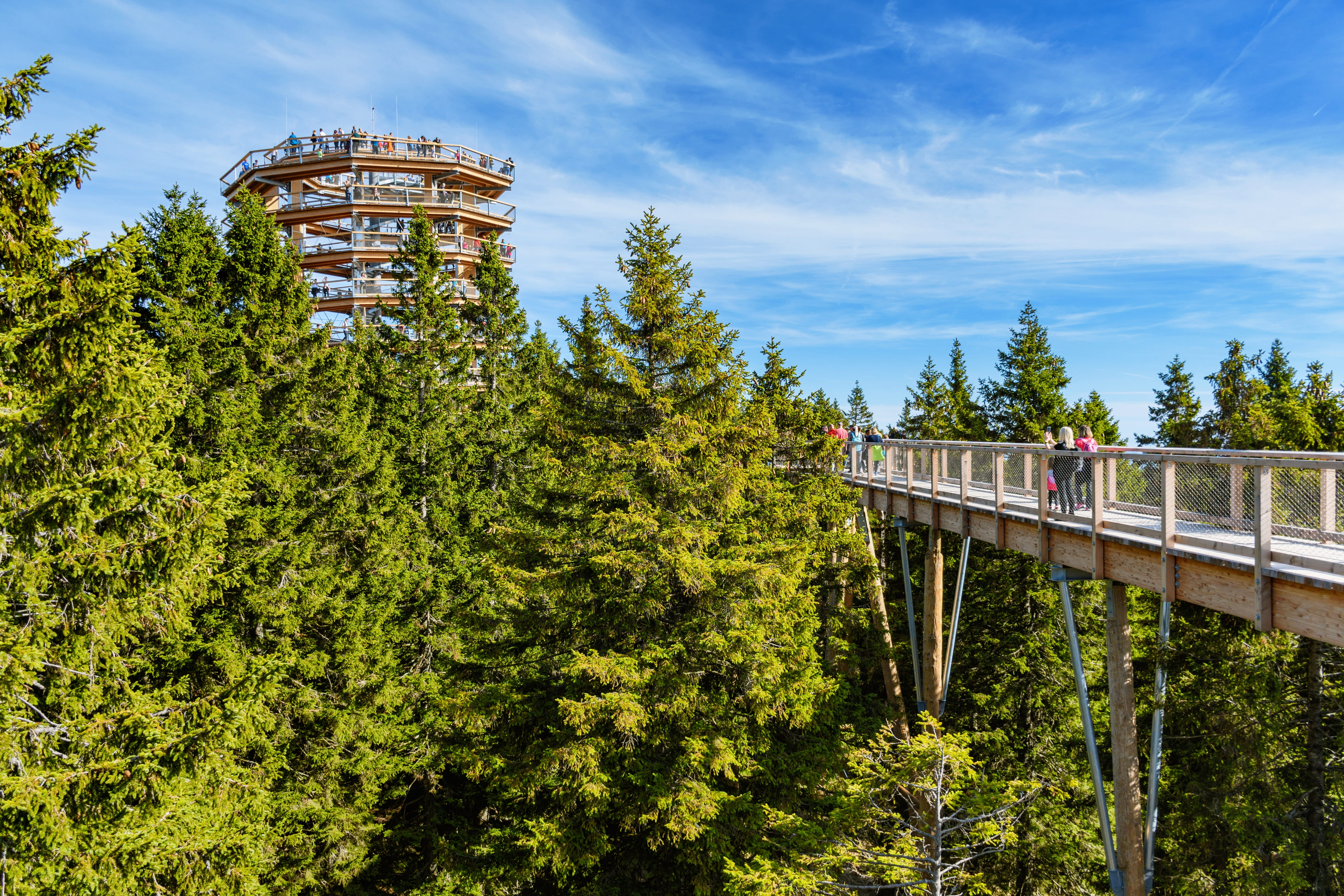 Dem Himmel so nah: Die besten Baumwipfelpfade & Naturerlebnisse für Familien